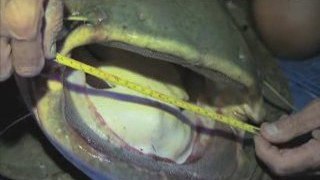 River Monsters - Giant Catfish