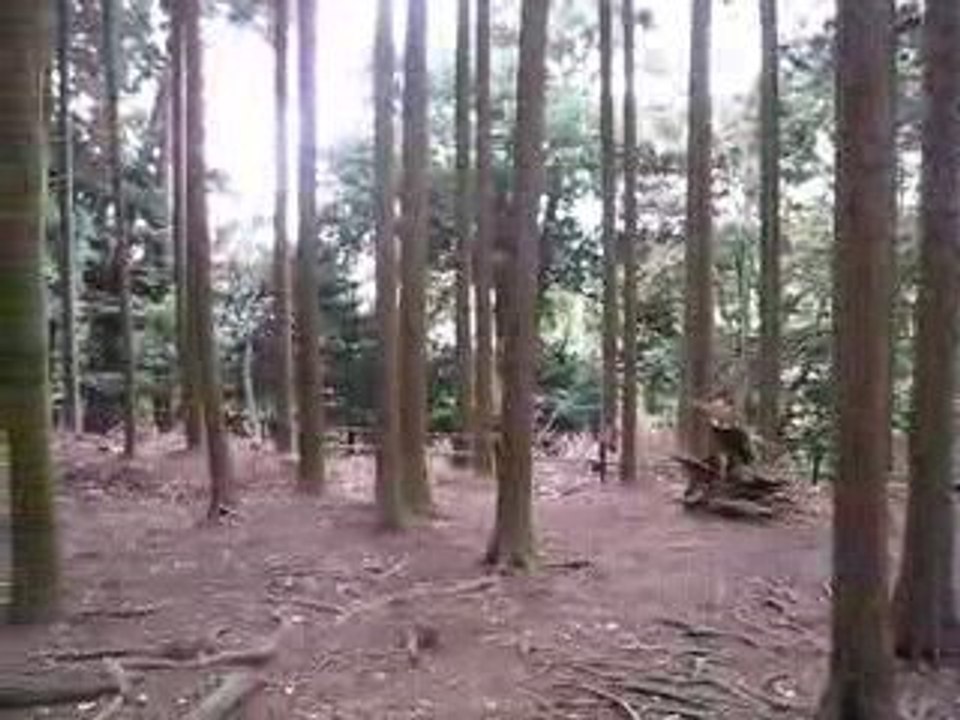 Visite du mont Kurama