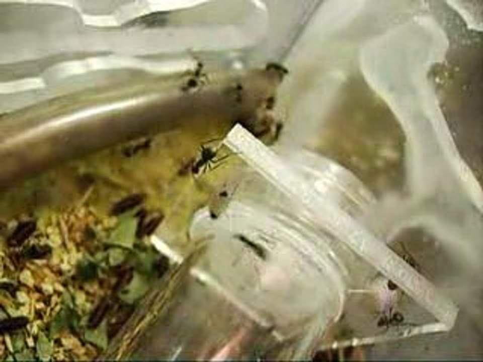 POLYRHACHIS DIVES premiers séxués