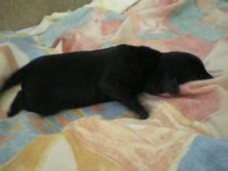 Petite video chiot 005