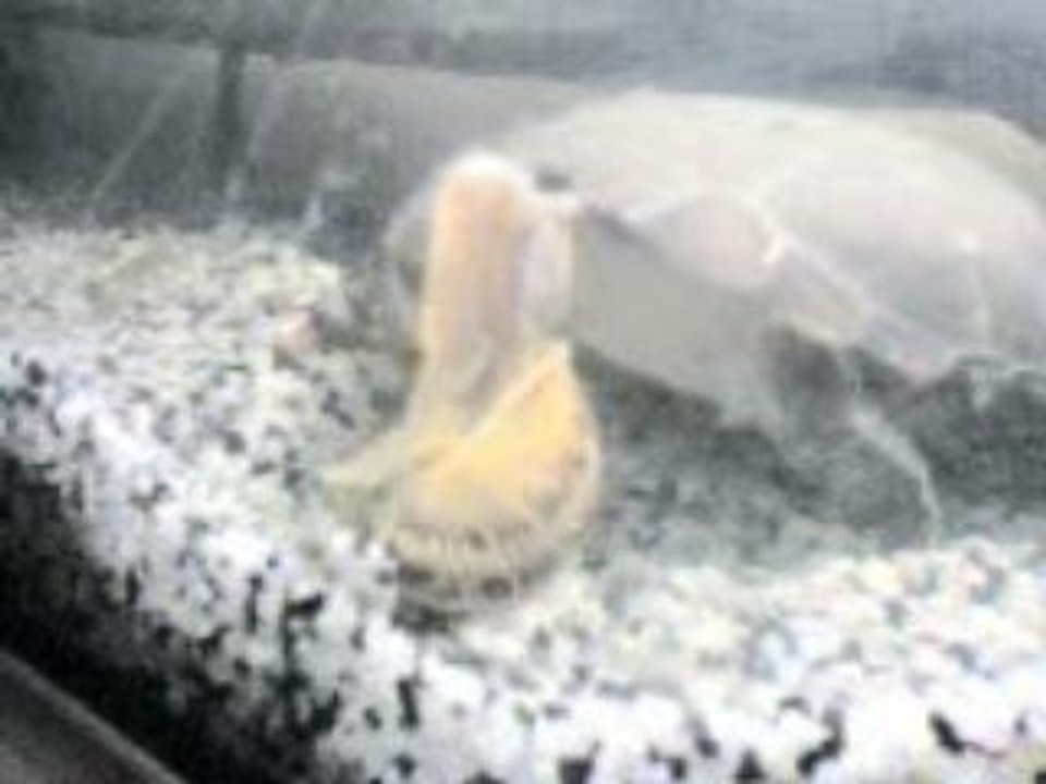 pelomedusa subrufa croqueuse d'escargot