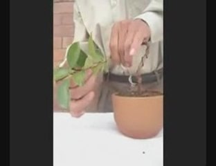 Bonsai Magico - Bunjin - Video 1 - bonsaimagicobunjin.com