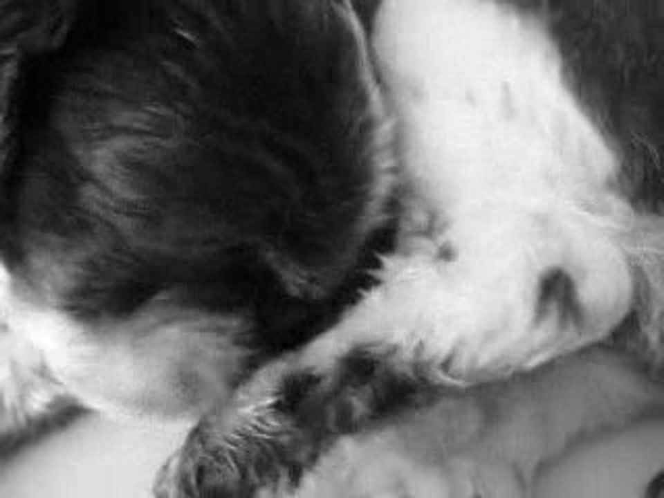 Kenzo se grignotte le bout de la patte parce qu'il s'ennuie