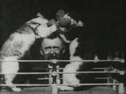 Thomas Edison - 1894 - Boxing cats