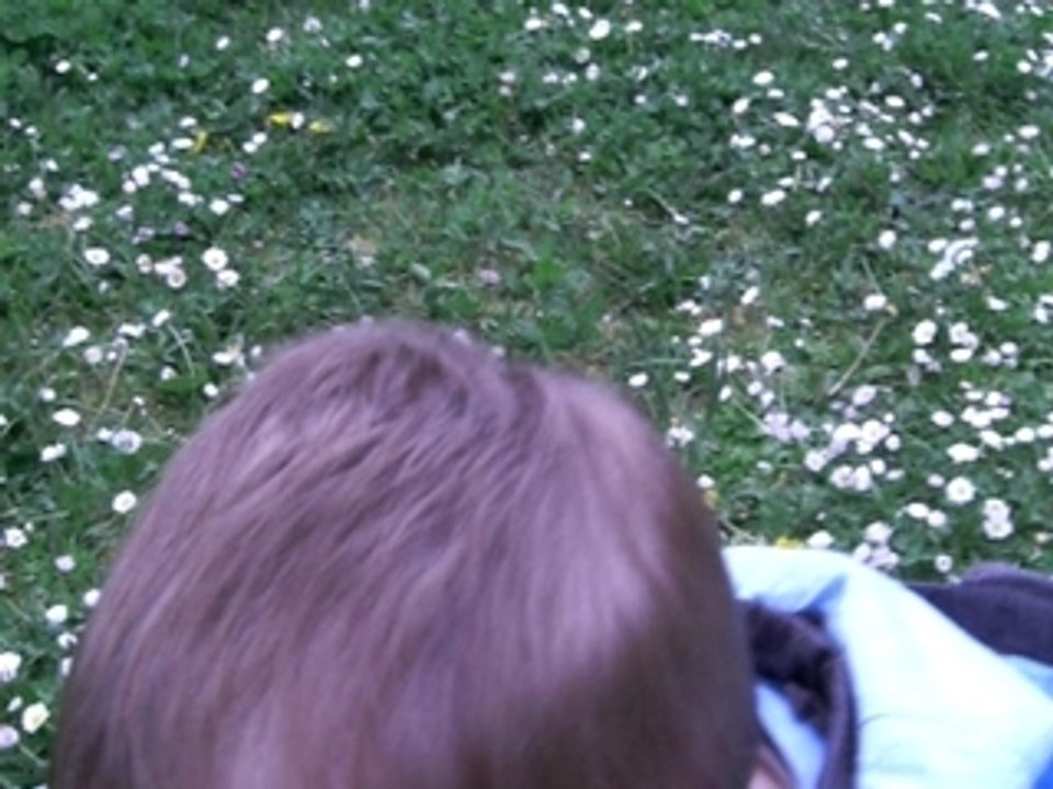 les marguerites