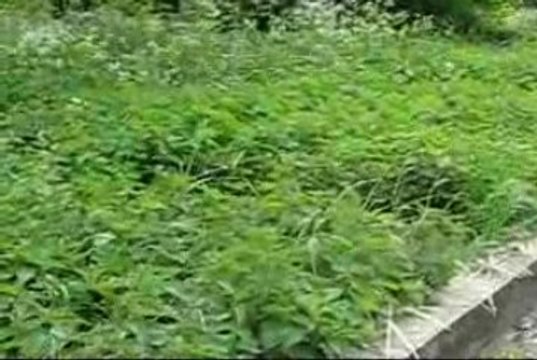 The Nawak Team - les orties