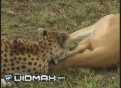 Antilope rusée vs guépard vs hyène