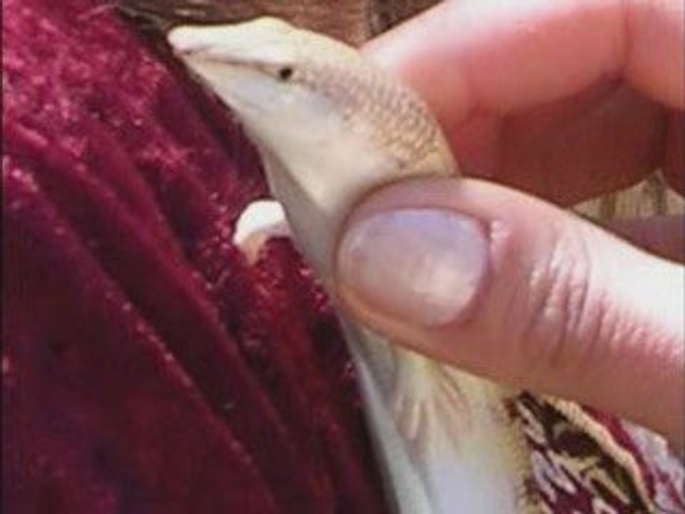 ENCORE DES NOUVEAUTéS MUSIK D'EL OUED 2009