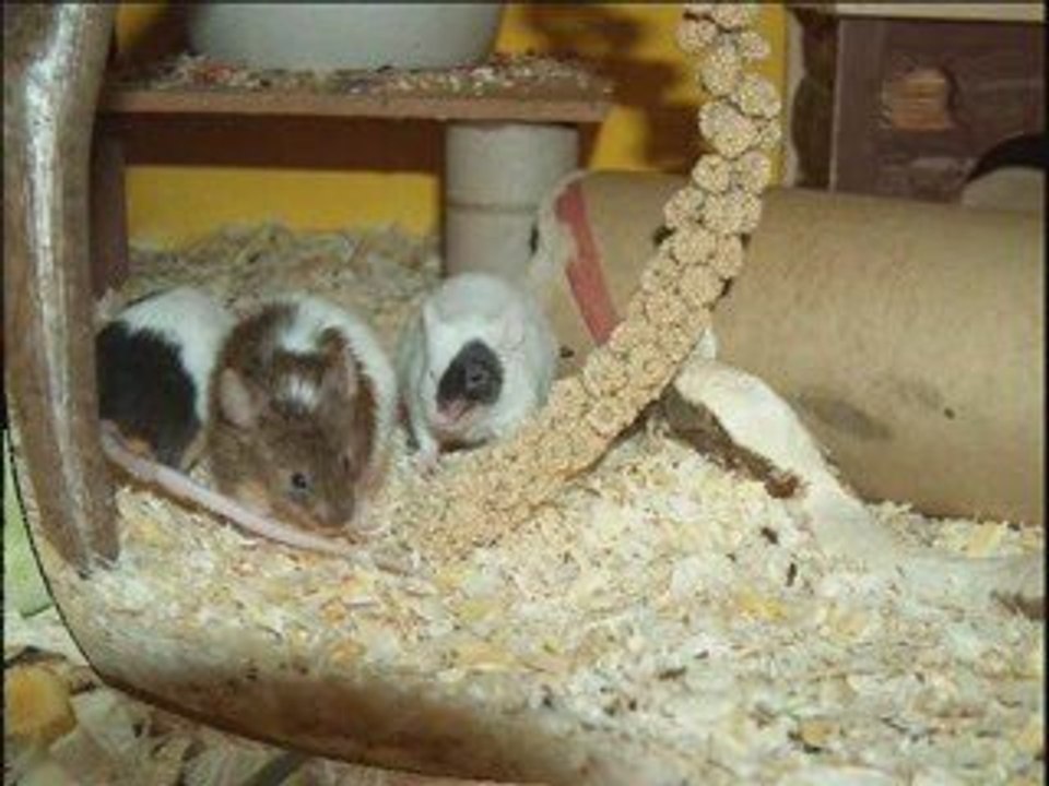 Farbmäuse - info-video