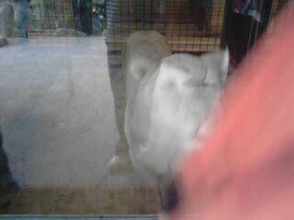 Zoo de Beauval