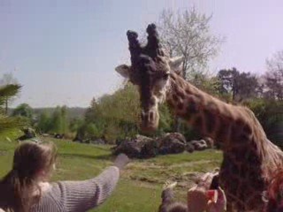 Zoo de Beauval