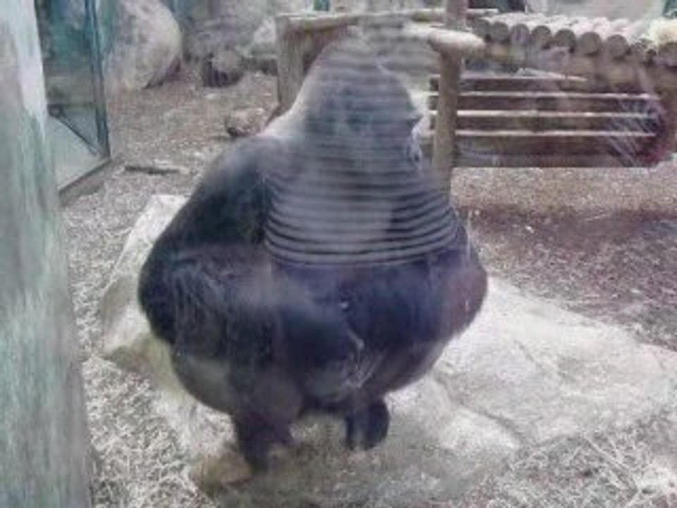 Zoo de Beauval