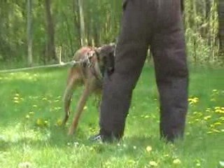 Dylan de la vallée du grand loup