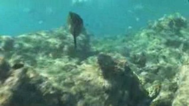 Sunset Watersports- Reef Snorkeling Key West