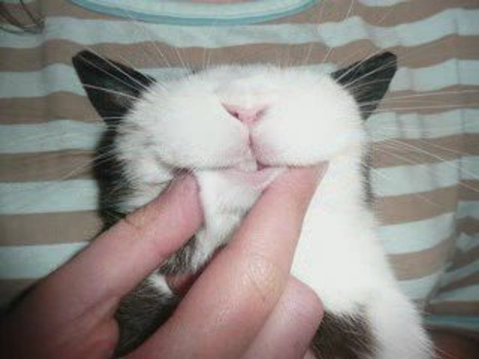 Mon lapin