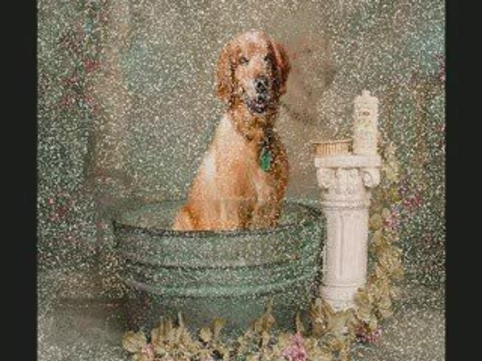 Pet Photography - Tucker The Dog