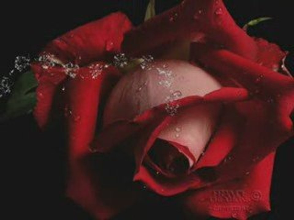 THE RED ROZE CAFE - ANDRE RIEU