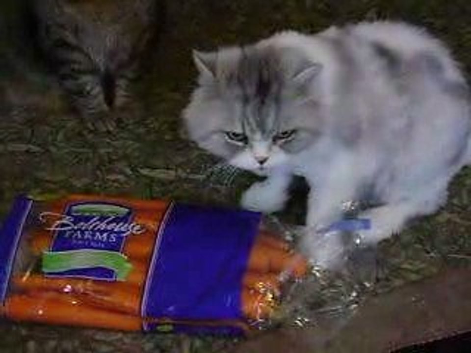 Chat carotte mange sac