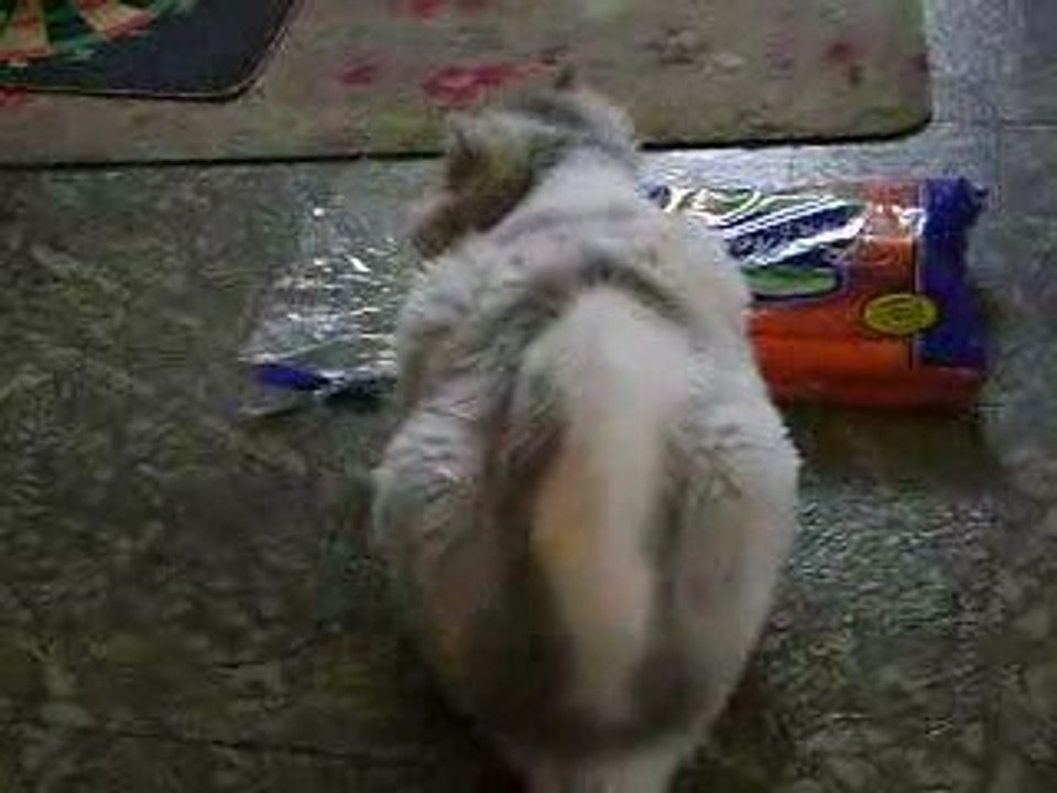 Chat en amour avec carotte