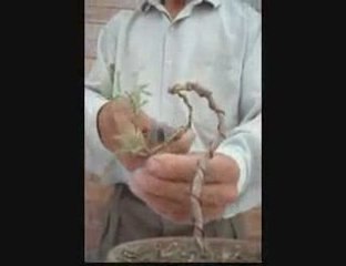 Bonsai Magico - Bunjin - Video 6 - bonsaimagicobunjin.com
