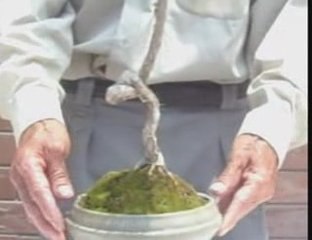 Bonsai Magico - Bunjin - Video 8 - bonsaimagicobunjin.com