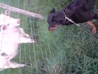 mon chien contre une vache llolol