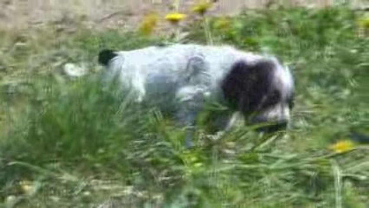 Elegant Sweety Honey et ses amis, frères et soeurs