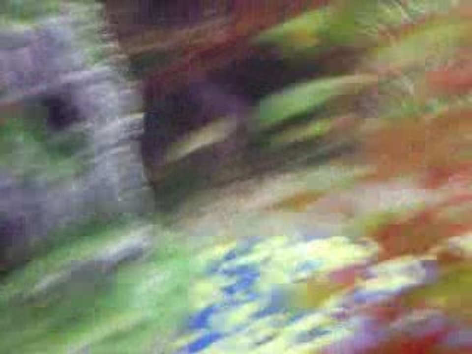 Vidéo de mon aquarium exotique