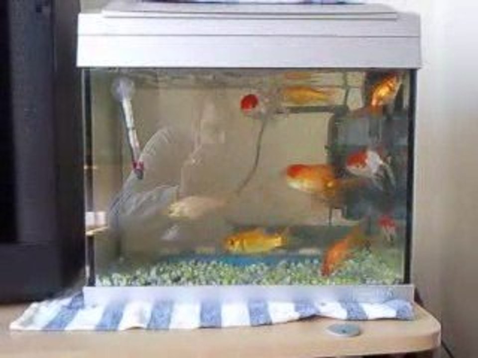 Vidéo de mais poissons rouge et jaune