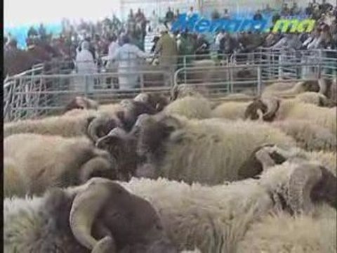 CAPSULE 02 concours de la race de moutons Timahdit