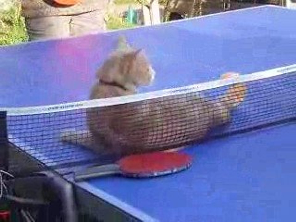 Chat jouant au ping-pong