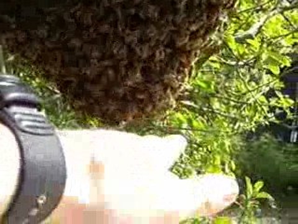 Les enfants s'approchent  d'un essaim d'abeille.
