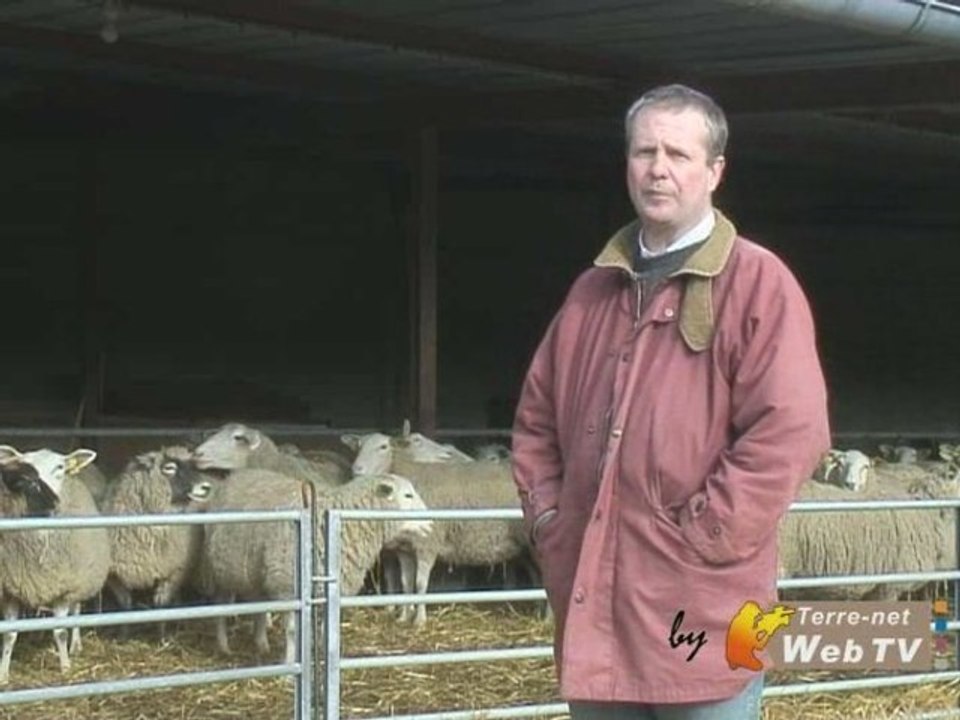 Des couverts à l'élevage, des céréales à 400 brebis