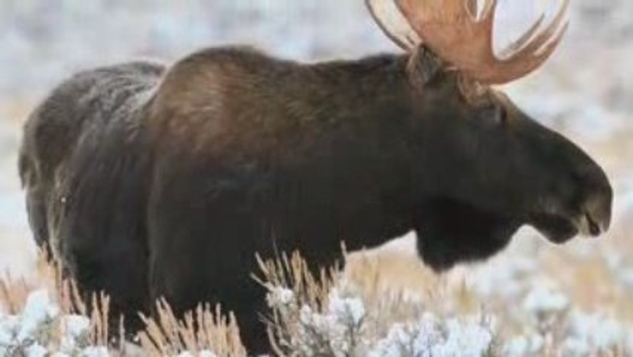 Goosewing Ranch Winter Overview - Jackson Hole, WY