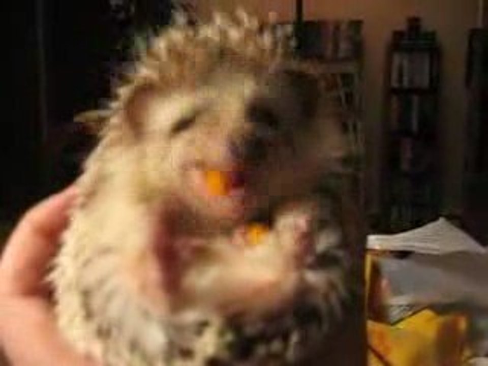 Tendresse, beauté de la Création d'Allah