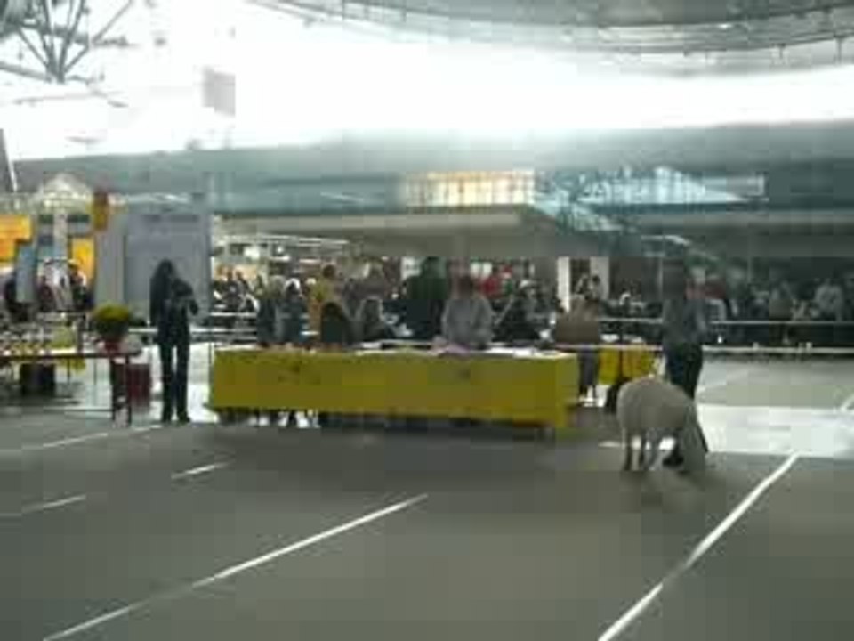 Exposition chien Aiko Stuttgart 2009