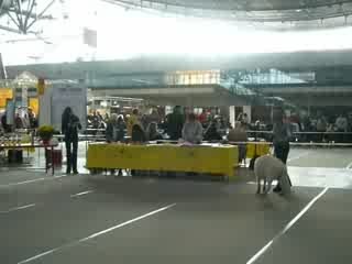 Exposition chien Aiko Stuttgart 2009