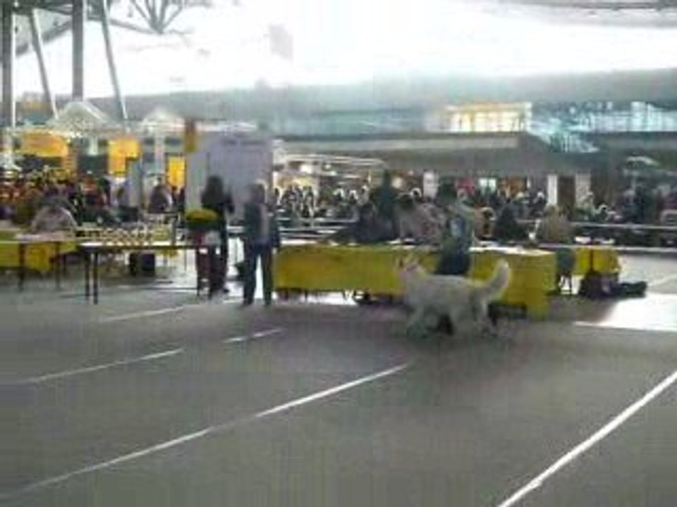 Exposition chien Aiko Stuttgart 2009