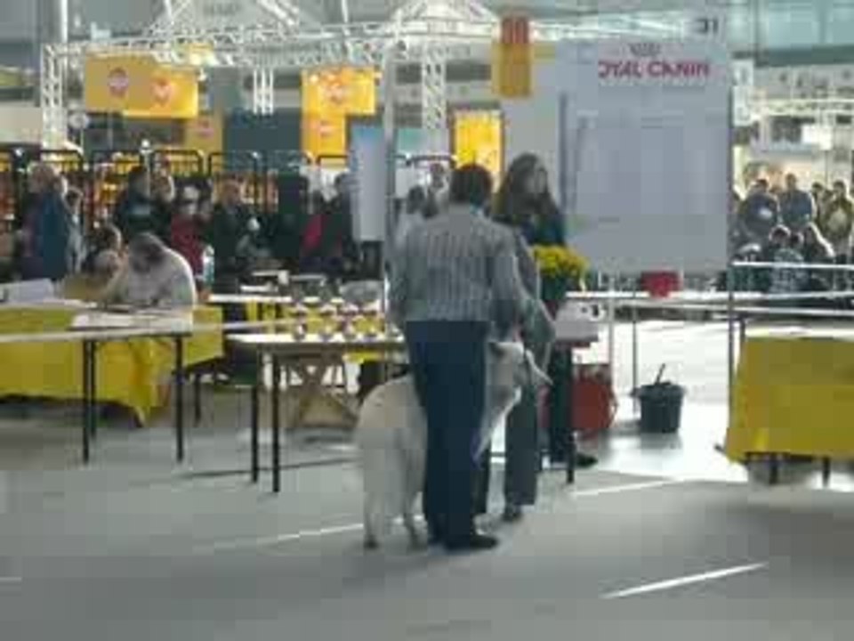 Exposition chien Aiko Stuttgart 2009