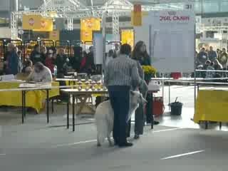 Exposition chien Aiko Stuttgart 2009