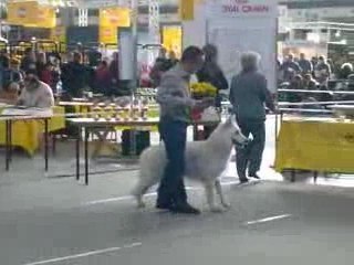 Exposition chien Aiko Stuttgart 2009