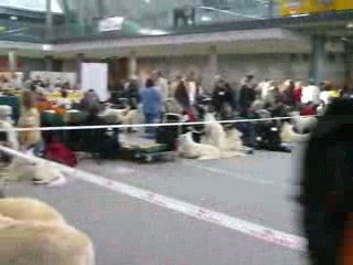 Exposition chien Aiko Stuttgart 2009