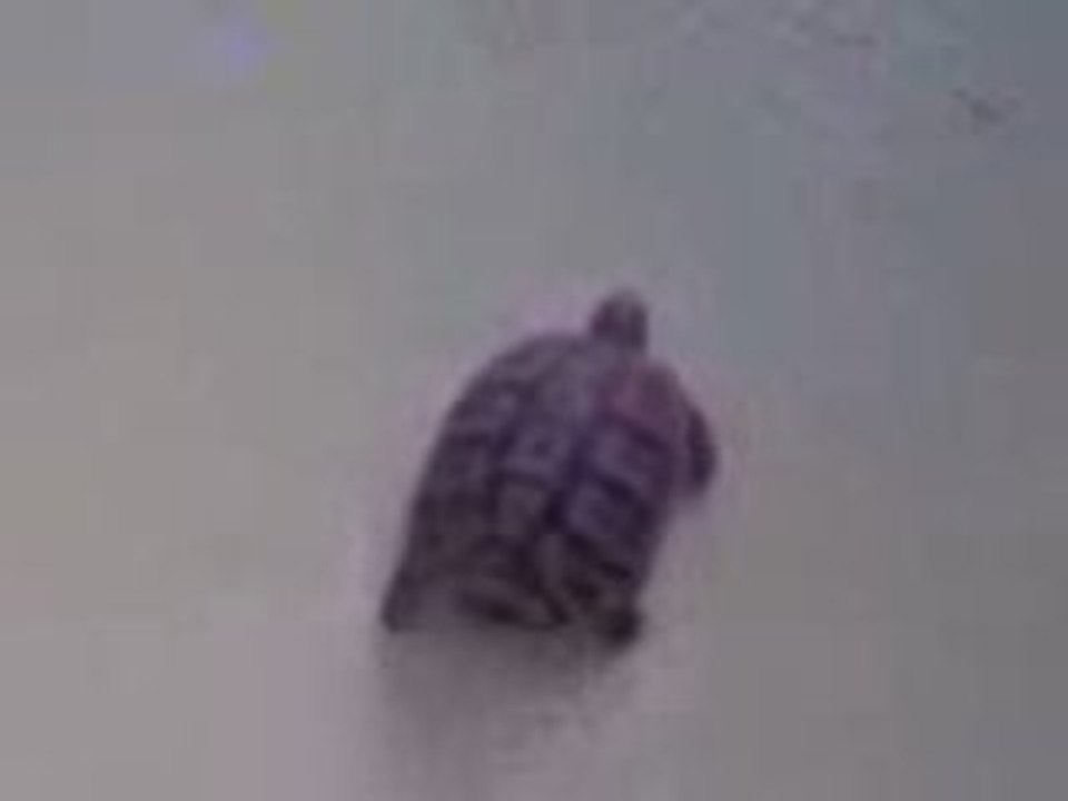 Frankline