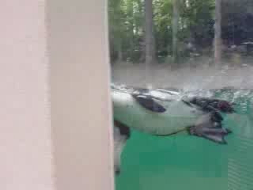 Zoo de Beauval. Le bal des manchots