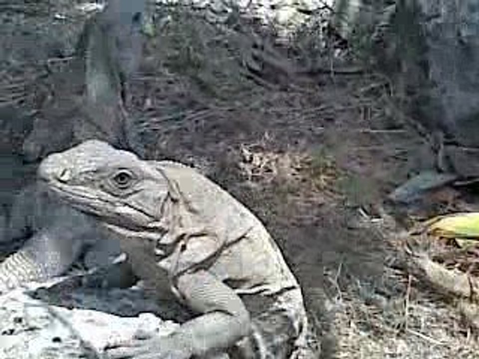 Iguanes à Tulum (Mexique)