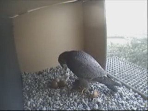 2404. 20.05 eerste voedering