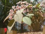 Ile de Nantes : Le Jardin exotique des Fonderies