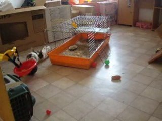 Morgane et clara sont à adopter