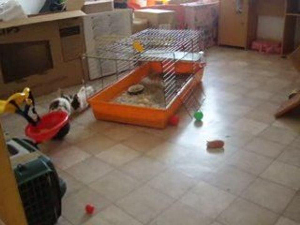 Morgane et clara sont à adopter