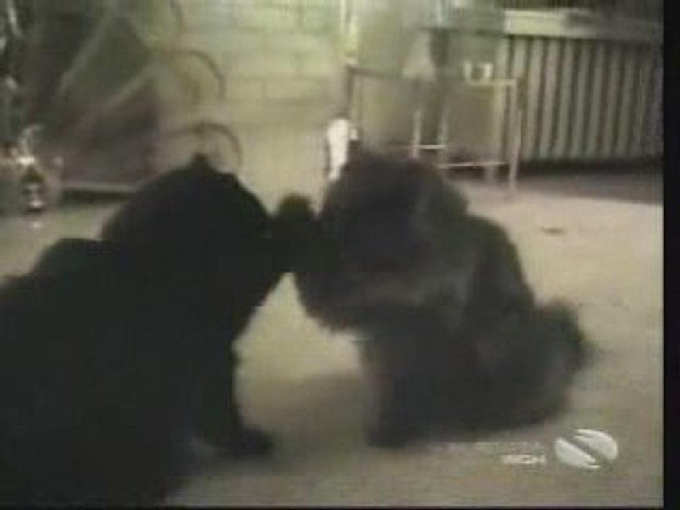 Les pires des chats